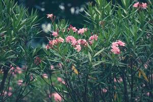 jepun o nerium oleander también se conoce como flor de mantequilla o adelfa. foto