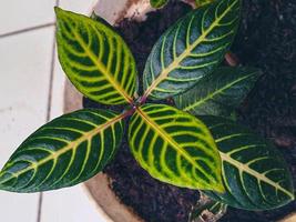 Leaf pattern of the Sanchezia Speciosa plant. photo