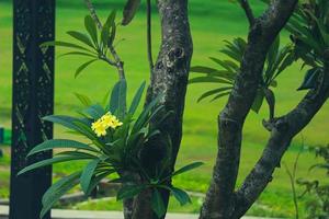 The yellow frangipani tree, Cambodia has the scientific name Plumeria are actually small trees that are native to tropical regions. photo