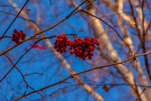 Red clusters of mountain ash on a branch in late autumn. Red rowan berries against a blue sky. Latin name Sorbus aucuparia L. photo