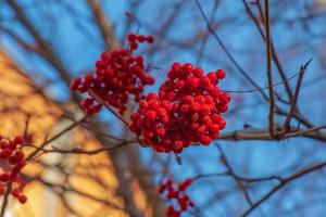 racimos rojos de ceniza de montaña en una rama a finales de otoño. bayas de serbal rojo contra un cielo azul. nombre latino sorbus aucuparia l. foto