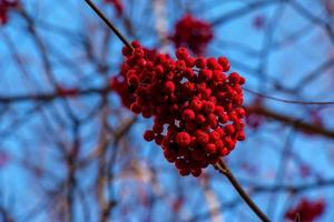 racimos rojos de ceniza de montaña en una rama a finales de otoño. bayas de serbal rojo contra un cielo azul. nombre latino sorbus aucuparia l. foto