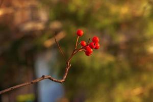 bayas de espino rojo brillante a la luz del sol sobre un fondo borroso a finales de otoño. nombre latino crataegus. foto