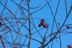 bayas de espino rojo brillante a la luz del sol contra un cielo azul claro a finales de otoño. nombre latino crataegus. foto