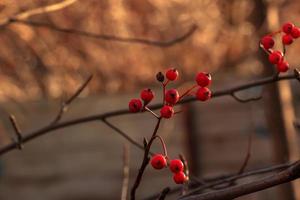 Bright red hawthorn berries in sunlight on a blurred background in late autumn. Latin name Crataegus. photo