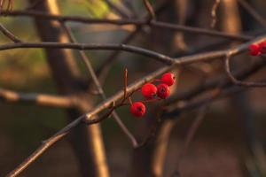 Bright red hawthorn berries in sunlight on a blurred background in late autumn. Latin name Crataegus. photo
