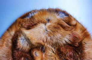 piel de zorro de cerca. Fondo de piel de animal pelirrojo, textura de pelo de piel. foto