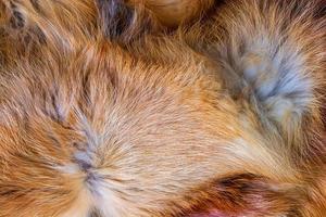 Fox fur close up. Redhead animal fur background, fur pile texture. photo