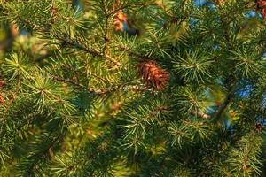 Pine cones of douglas tree. Ripe Cone on Branches of Pseudotsuga menziesii. photo