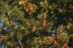 Pine cones of douglas tree. Ripe Cone on Branches of Pseudotsuga menziesii. photo