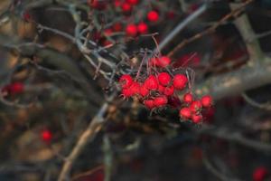 bayas de espino rojo brillante a la luz del sol sobre un fondo borroso a finales de otoño. nombre latino crataegus succulenta. foto