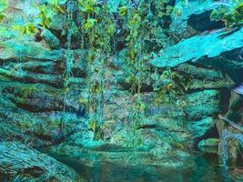 in the oceanarium there is a large waterfall made of stone with growing algae and greenery. large water pool for fish to swim in photo