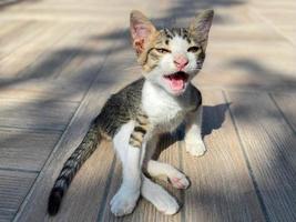 A small beautiful cute kitten fluffy on the street sits with an open mouth meows photo