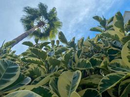 Trunks and tops of natural beautiful palm trees with green leaves. Background, texture photo