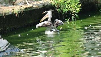 The parrot or pelican is a water bird that has a pouch under its beak, and is part of the Pelecanidae bird family. video