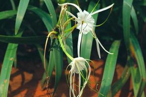 The white lily, which has the scientific name Hymenocallis Speciosa, is commonly known as the beach spider lily. photo