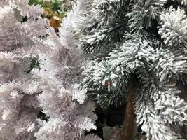 Christmas tree branches covered in snow with a big natural cone. Festive New Year and Christmas backdrop background photo
