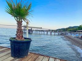 palmera en una olla sobre un pontón. vacaciones en un país tropical junto al mar junto al agua. un pequeño árbol exótico fue plantado en el muelle foto