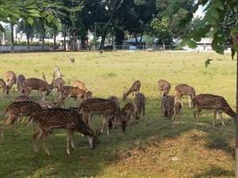 Photo of a group of deer looking for food