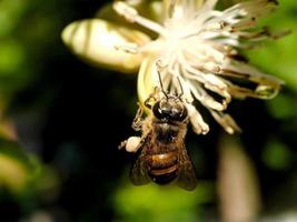 Bees in flowers photo