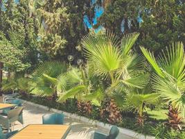 plantas exóticas crecen en el suelo. la gente cultiva palmeras y flores en climas cálidos. palmera verde con hojas largas bajo el sol caliente foto