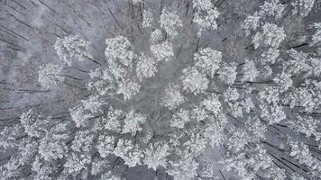 vista aérea del bosque de invierno con árboles cubiertos de nieve. vuelo sobre bosque nevado video