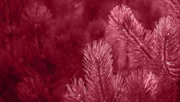 Sunlit fresh pine branches on dark backdrop of young pine forest close up in color 2023 Viva Magenta photo