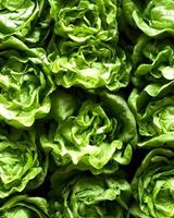 Fresh Green Lettuce Vegetable Closeup photo