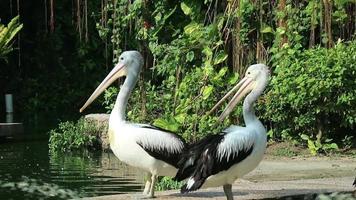The parrot or pelican is a water bird that has a pouch under its beak, and is part of the Pelecanidae bird family. video