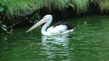 o papagaio ou pelicano é uma ave aquática que possui uma bolsa sob o bico, e faz parte da família das aves pelecanidae. video