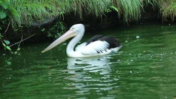 el loro o pelícano es un ave acuática que tiene una bolsa debajo del pico y es parte de la familia de aves pelecanidae. video