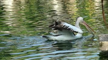 The parrot or pelican is a water bird that has a pouch under its beak, and is part of the Pelecanidae bird family. video