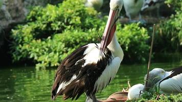 el loro o pelícano es un ave acuática que tiene una bolsa debajo del pico y es parte de la familia de aves pelecanidae. video