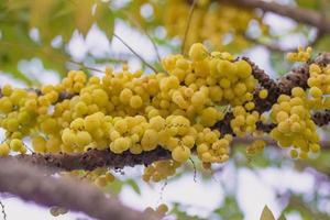 star gooseberry fresh green on the tree photo