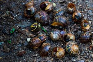 Empty snail shells on dirt in a garden photo