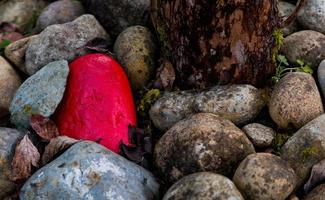 Pile of rocks with 1 painted red next to a tree trunk photo
