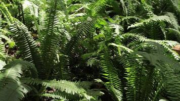 frische Farnzweige und Blätter in natürlicher Umgebung video