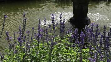 imágenes panorámicas de flores y plantas cerca de una fuente de agua video