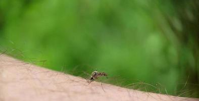 Striped mosquito bit a man's leg on a background of grass photo