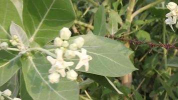 weiße Calotropis oder Kronenblumen