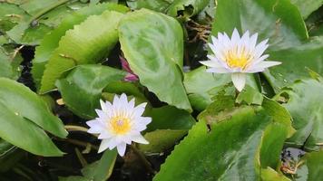 water lily or lotus on a pond video