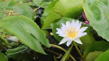 water lily or lotus on a pond video