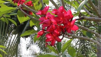 rood frangipani in de tuin video