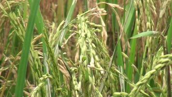 Rice Field And Winds video