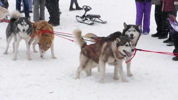 chiens de traîneau husky avant les compétitions de courses sur traîneaux, ralenti video