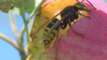 avispón come la carne de una manzana roja madura video