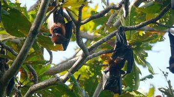 raposas voadoras de lyle pteropus lylei pendura em um galho de árvore e lava video