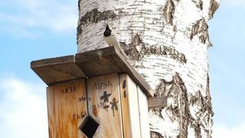 vista inferior, alvéola de pássaro no telhado de uma casa de passarinho em uma árvore de bétula. palavras escritas lisa, mãe, pai, avó, avô video