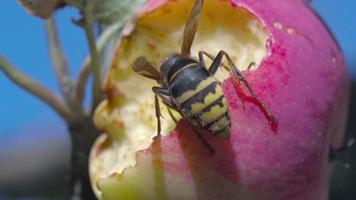 insecto avispón comiendo una manzana madura en un árbol en el jardín. cerrar peligroso insecto avispón festejando con fruta demasiado madura video