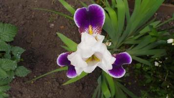 Schöne bunte Irisblumen wiegen sich im Wind aus nächster Nähe. schöne lila und weiße Iris. violette Blüten im Sommer. Botanik, Pflanzenzucht, Blumenzucht und Gartenarbeit video